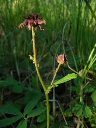 Attēlu rezultāti vaicājumam “Geranium palustre fruit”