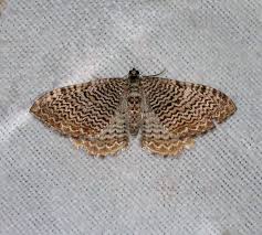 Attēlu rezultāti vaicājumam “Hydria undulata”