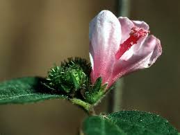 Attēlu rezultāti vaicājumam “Reticularia lobata young”