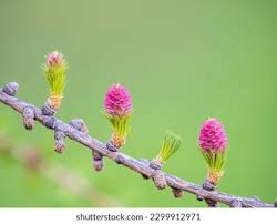 Attēlu rezultāti vaicājumam “Larix decidua flower”