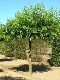 Attēlu rezultāti vaicājumam “Morus alba”