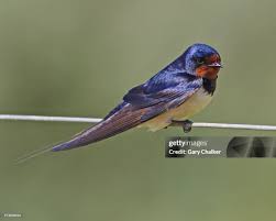 Attēlu rezultāti vaicājumam “Hirundo rustica”