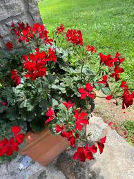 Attēlu rezultāti vaicājumam “Geranium bohemicum leaf”
