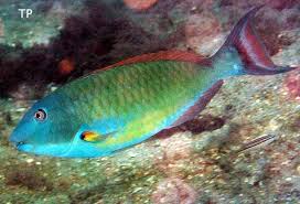 Image result for Sparisoma axillare