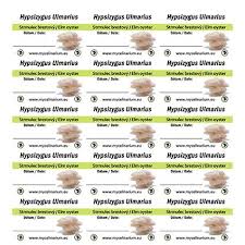 Attēlu rezultāti vaicājumam “Hypsizygus ulmarius”