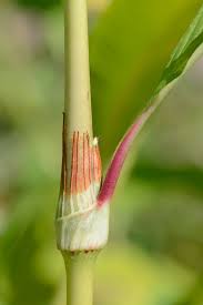 Attēlu rezultāti vaicājumam “Persicaria lapathifolia leaf”