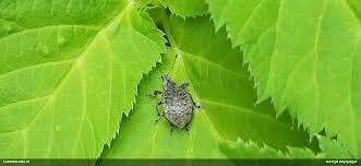 Attēlu rezultāti vaicājumam “Lamproderma debile”