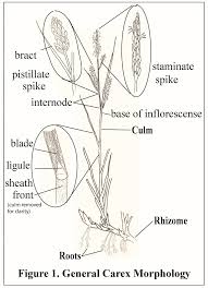 Attēlu rezultāti vaicājumam “Perichaena corticalis sessile”
