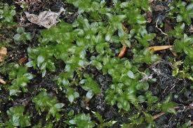 Attēlu rezultāti vaicājumam “Plagiomnium medium”