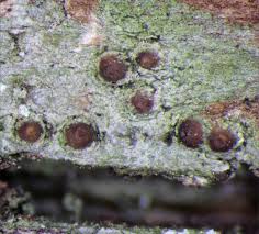 Attēlu rezultāti vaicājumam “Thelopsis rubella”