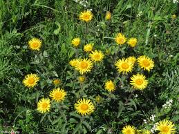 Image result for Inula hirta