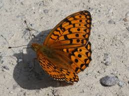 Attēlu rezultāti vaicājumam “Argynnis aglaja underside”