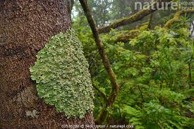 Attēlu rezultāti vaicājumam “Flavoparmelia caperata”