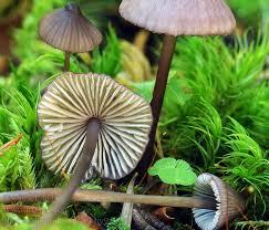 Attēlu rezultāti vaicājumam “Mycena purpureofusca”
