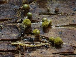 Attēlu rezultāti vaicājumam “Colloderma robustum macro”