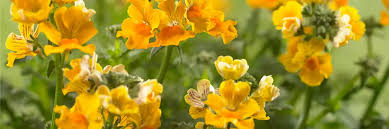 Image result for Elfenspiegel