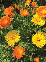 Image result for Calendula officinalis