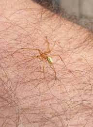 Attēlu rezultāti vaicājumam “Araniella male”