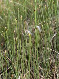 Attēlu rezultāti vaicājumam “Trichophorum alpinum flower”