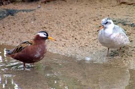 Attēlu rezultāti vaicājumam “Phalaropus fulicarius”