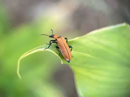 Attēlu rezultāti vaicājumam “Cantharidae”