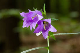 Attēlu rezultāti vaicājumam “Campanula trachelium flower”