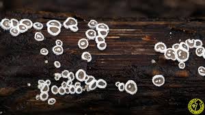 Attēlu rezultāti vaicājumam “Lachnella alboviolascens”