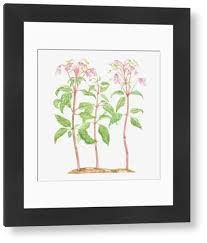 Attēlu rezultāti vaicājumam “Balsaminaceae”