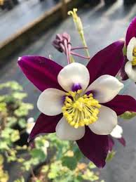 Image result for Aquilegia vulgaris
