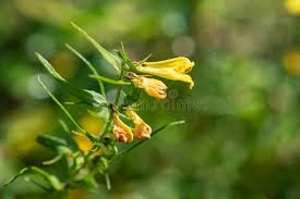 Attēlu rezultāti vaicājumam “Melampyrum pratense bud”
