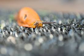 Attēlu rezultāti vaicājumam “Arion lusitanicus adult”