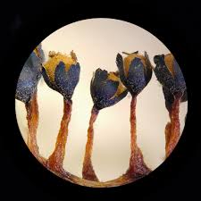 Attēlu rezultāti vaicājumam “Metatrichia floriformis”