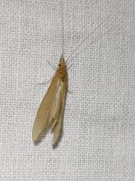 Attēlu rezultāti vaicājumam “Oecetis ochracea”