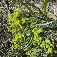 Attēlu rezultāti vaicājumam “Pseudobryum cinclidioides”