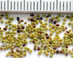 Attēlu rezultāti vaicājumam “Trifolium arvense fruit”