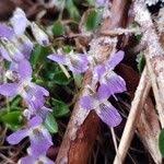 Attēlu rezultāti vaicājumam “Viola collina leaf”