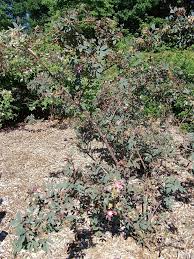 Attēlu rezultāti vaicājumam “Rosa glauca”
