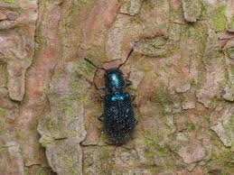 Attēlu rezultāti vaicājumam “Korynetes caeruleus”