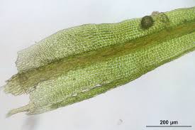 Attēlu rezultāti vaicājumam “Hymenostylium recurvirostrum”