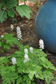 Attēlu rezultāti vaicājumam “Saussurea esthonica flower”