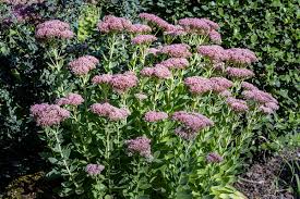 Attēlu rezultāti vaicājumam “Hylotelephium telephium flower”