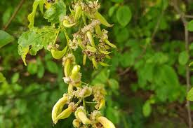 Attēlu rezultāti vaicājumam “Taphrina padi”