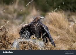Attēlu rezultāti vaicājumam “Aquila chrysaetos”
