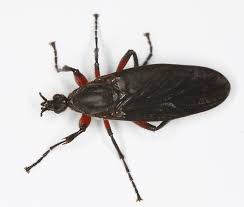 Attēlu rezultāti vaicājumam “Bibionidae”