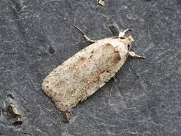 Attēlu rezultāti vaicājumam “Agonopterix ocellana”