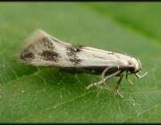 Attēlu rezultāti vaicājumam “Elachista maculicerusella”