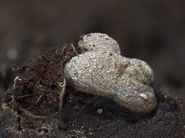 Attēlu rezultāti vaicājumam “Badhamiopsis ainoae macro”