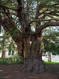 Attēlu rezultāti vaicājumam “Taxus baccata”