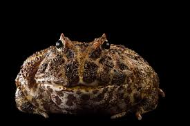 Image result for Ceratophrys ornata