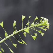 Attēlu rezultāti vaicājumam “Capsella bursa-pastoris bud”